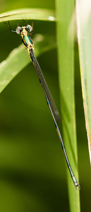 Synlestes selysi